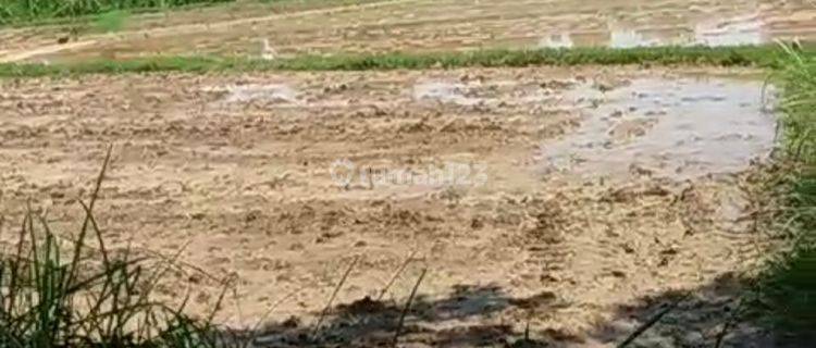 TANAH MURAH DIJUAL SUPER CEPAT LOKASI BAGUS DI TENJO, BOGOR 1