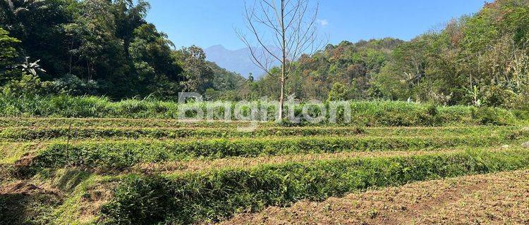 TANAH AREA WISATA KEMUNING TAWANG MANGU 1