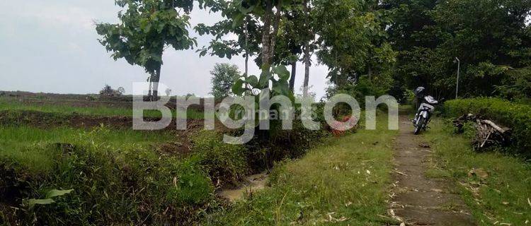 CEPAT TANAH SAWAH DI NGUTER SUKOHARJO 1