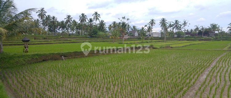 GIANJAR BALI - Jl. Raya Kedisan - Tegallang - Desa Bayat  1