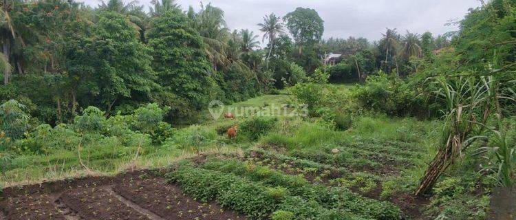 Pasti Closing Di Jual Tanah Lokasi Batuan Sukawati Gianyar 1