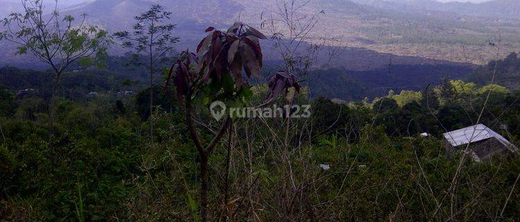 Hot List of land for sale with views of Mount Batur, Bukit Abang and Lake Batur, Central Batur location, Kintamani Bangli 1