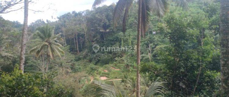 Hot List Di Jual Tanah Ada 6 Mata Air Lokasi Sebatu Tegalalang Ubud Gianyar 1