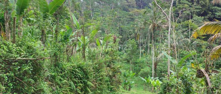 Hot List Di Jual Tanah View Lembah Sawah Sungai Lokasi Pupuan Tegallalang Ubud Gianyar 1
