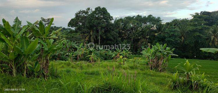 Hot List of land for sale with rice field views, Beraban singing location, Kediri, Tabanan 1