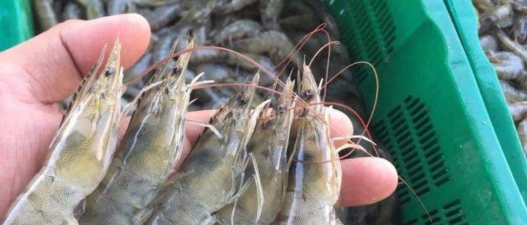 Dijual Cepat... Tambak Udang Vename Masih Aktif Sulawesi Selatan 1