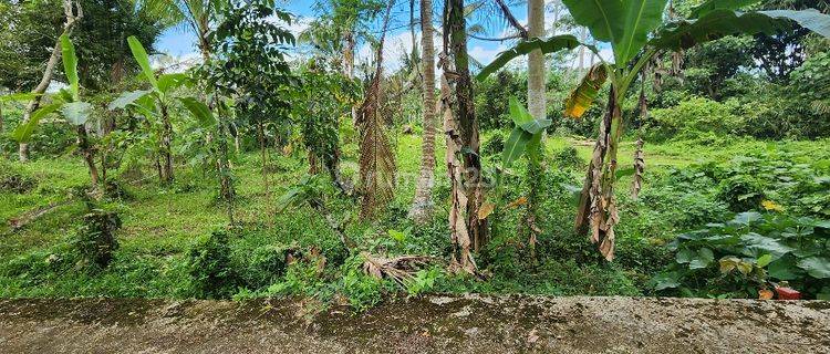 Land for sale with springs located in Payangan, Marga, Tabanan. 1