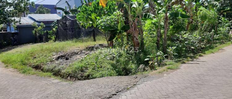 Mawar Daeng Toa Tanah Dijual 1