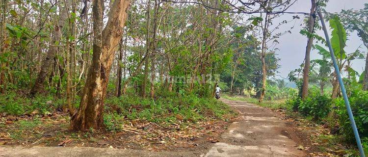 Tanah Kebun Jati Hanya 2km Dari Jalan Tol Salatiga 1