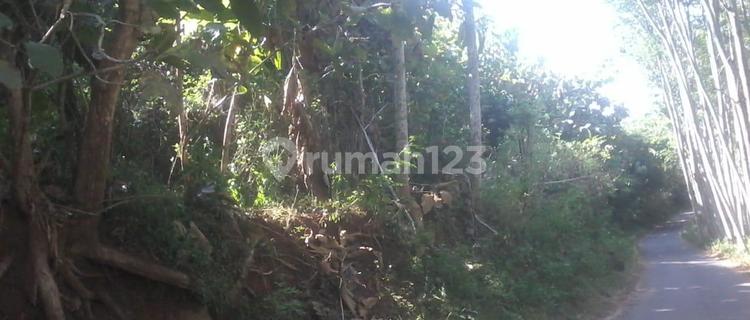 FOR SALE KEBUN JATI LUAS DI DESA CURAHDAMI BONDOWOSO AD 34 1