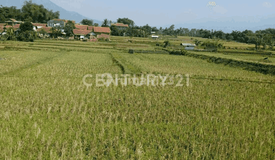 Tanah Sawah 5600meter Cibeunying Majalaya 1