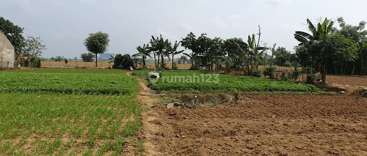 Tanah Luasan Besar Bebas Banjir Lokasi Strategis di Babelan 1