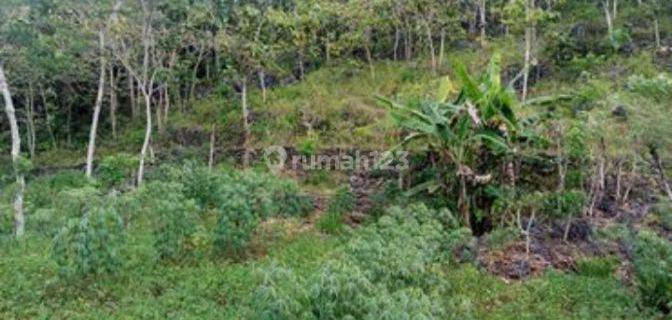 Tanah di Jual murah,Jual tanah murah di Wonosari Gunung kidul yogyakarta 1