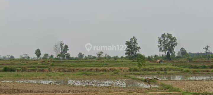 Tanah sawah dekat tol Ciujung  1