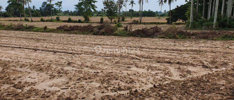 Tanah Murah SHM Luas 90.000m2 di Natar Lampung Selatan 1