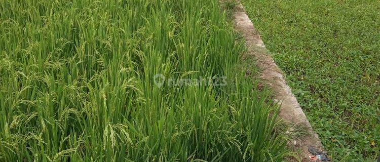 Tanah Sawah Strategis di Panenjoan Garut Jawa Barat 1