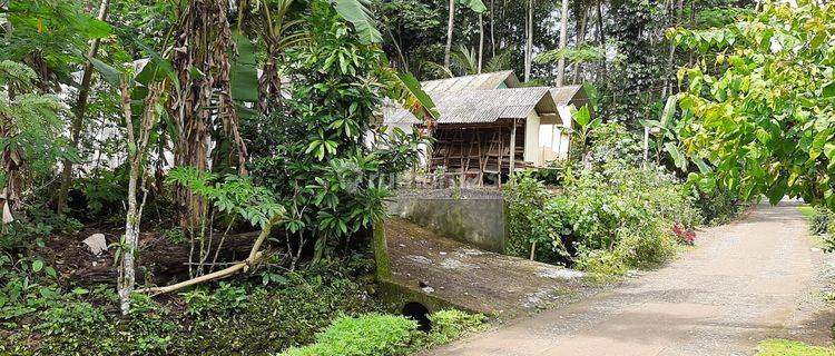 Tanah Kebun Luas di Jalan Desa Kalipucang Pangandaran 1