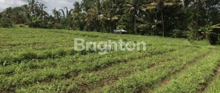 Tanah Kav 39 are di Tabanan Bali. View Sawah Asri Keren Harga murah sekali 1