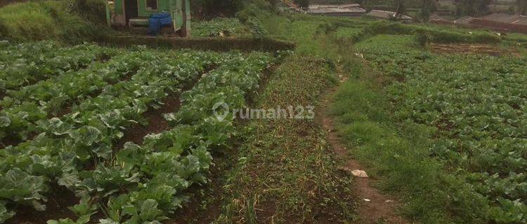 Tanah Murah Untuk Investasi di Ciwidey Jawa Barat 1