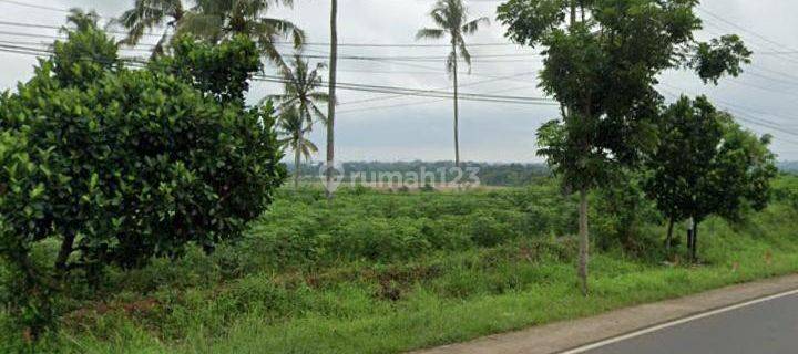 Tanah Murah Lokasi Strategis Pinggir Jalan Raya Lampung Timur 1