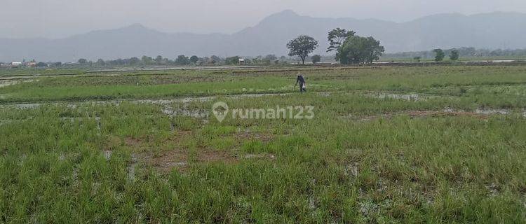 Tanah Murah Nego Area Buah Batu Dekat Podomoro  1