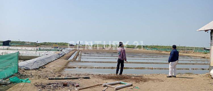 Lahan Tambak Garam Harga Bagus Di Pangenan 1