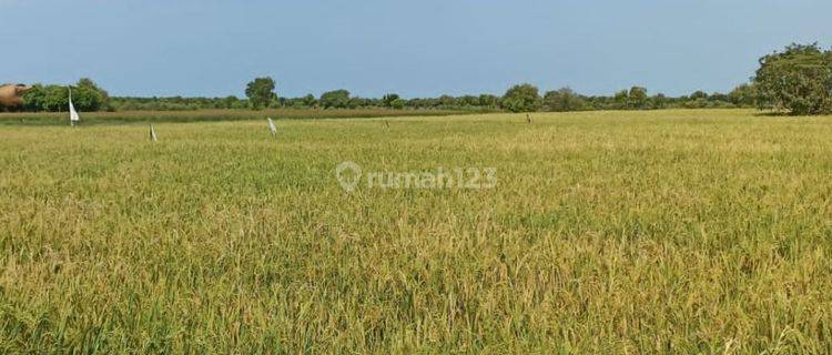 Tanah murah selangkah ke pelabuhan patimban subang jabat 1