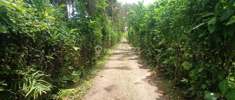 Dijual Tanah Siap Bangun Balian Beach, Kecamatan Selemadeg Kabupaten Tabanan, Bali  1