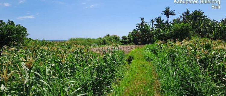 Dijual Tanah Los Pantai Bungkulan Dekat Rencana Bandara Bali Utara di Buleleng Singaraja Bali  1