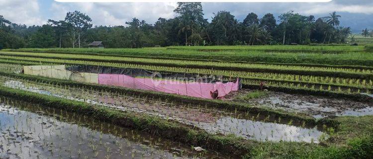 Lahan Premium Lokasi Desa Tengkudak Penebel Kab. Tabanan 1