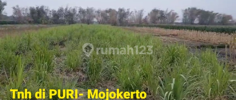 Tanah Zonaindustri Nol Jalan Propinsi Di Raya Gedek-ploso,jombang 1