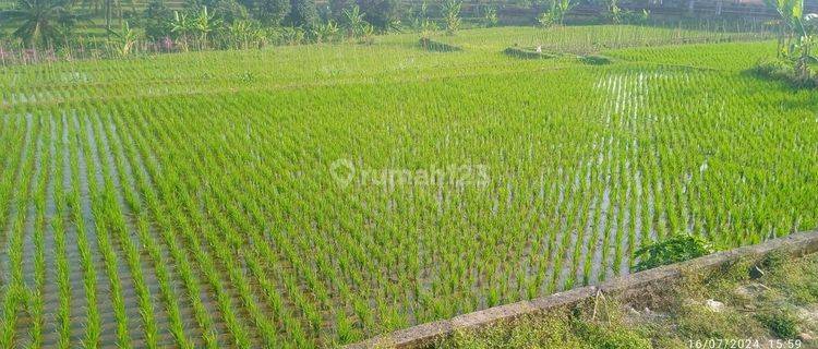 Investasi Tanah (sawah) luas 720 m2 di Cinangsi Cikalongkulon cianjur 1