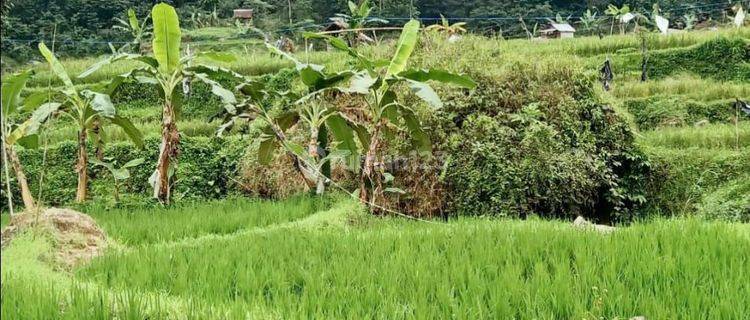 Tanah Komersil "sawah Dekat Curug Citambur Dan Rumah Abah Jajang Di Ds Karangjaya Kec Pasirkuda Cianjur Selatan  1