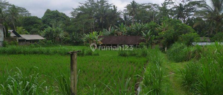 Hot List Di Jual Tanah Pinggir Jalan Utama View Sawah Sungai Lokasi Sangeh Abiansemal Badung 1