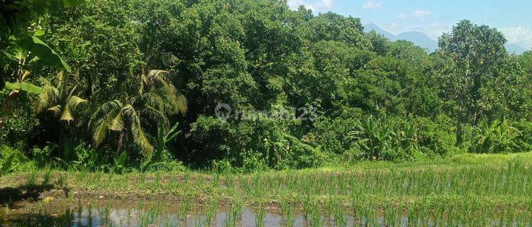 Hot List Di Jual Tanah View Sawah Hutan Lokasi Nyambu Kaba Kaba Kediri Tabanan 1