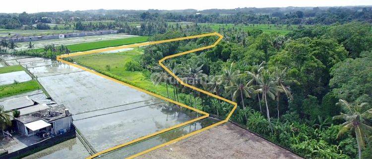 TOP URGENT DI JUAL TANAH LOKASI GUBUG YEH GANGGA TABANAN 1