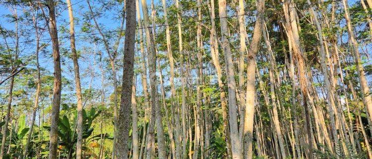 Tanah Murah Di Banyuputih Batang Jawa Tengah  Shm 1