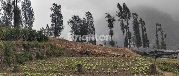 TANAH KAVLING DI DAERAH NGADIREJO, G.BROMO, PROBOLINGGO COCOK DIBANGUN UNTUK HOTEL 1