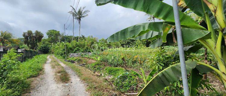 Beautiful Land With Ricefield View Suitable For Villa In Tabanan 1