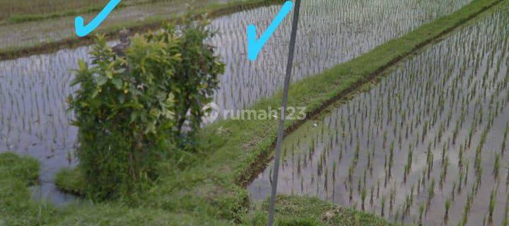 Dijual Tanah Pertanian Di Daerah Babahan Penebel 1