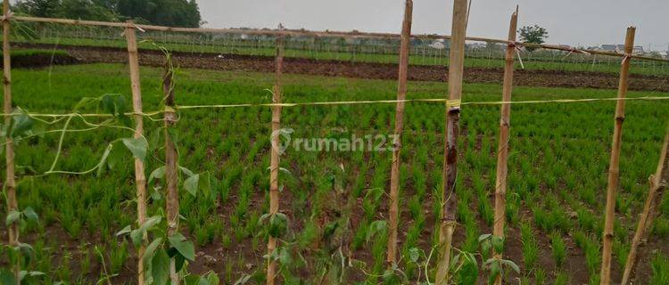 Dijual Sawah Menganti Gresik 1