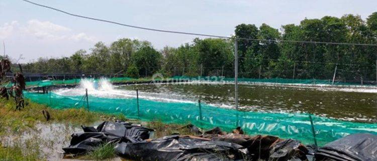 Zona Kuning, Tambak Dijual Udang Faname Dn Bandeng SHM 6 Ha di Kartika Jaya Patebon Kendal 1