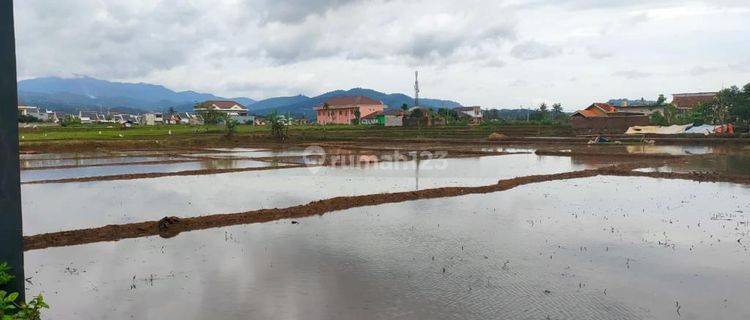 Dijual Tanah Sawah Produktif Cocok Dibuat Perumahan  1