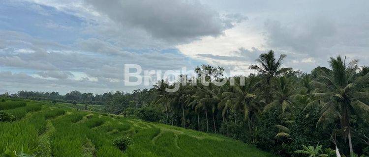 Paddy land in the village of Gulingan Mengwi Badung Bali 1