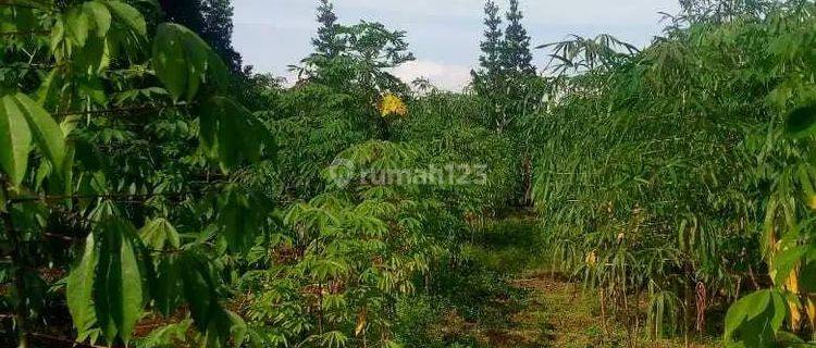 di Jual Lahan Datar View Gunung di Sukagalih Megamendung 1