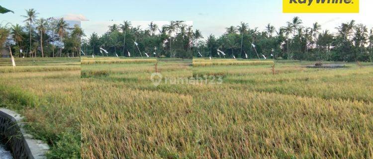 Dijual Tanah Sawah SHM di Desa Banjar Banyuwangi 1