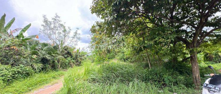 Tanah Cocok Untuk Cluster Perumahan Dekat Gua Maria Bukit Kanada Rangkasbitung Tangerang 1