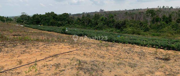 Land For Rent At Bintan Riau Near Singapore, Malaysia Suitable For Oil Palm Plantation, Farm, Fishery Near Trikora Beach 1