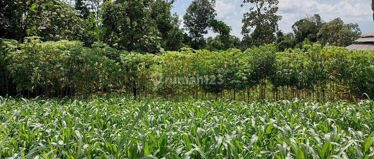 Tanah di Desa ngadireso Tumpang dekat Malang Dreamland 1