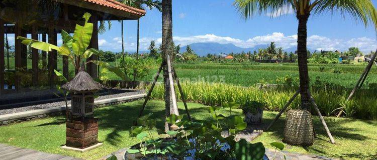 Hot List Di Jual Villa Joglo View Sawah Lokasi Nyanyi Beraban Kediri Tabanan 1